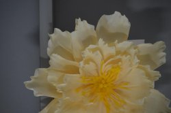 Krppapper kraftigt 180gr Mrkrosa