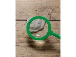 Undersk Fossilier av sten 8/fp