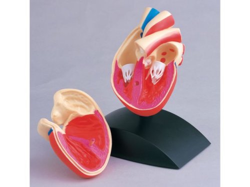 Anatomisk model Hjrta 1:1